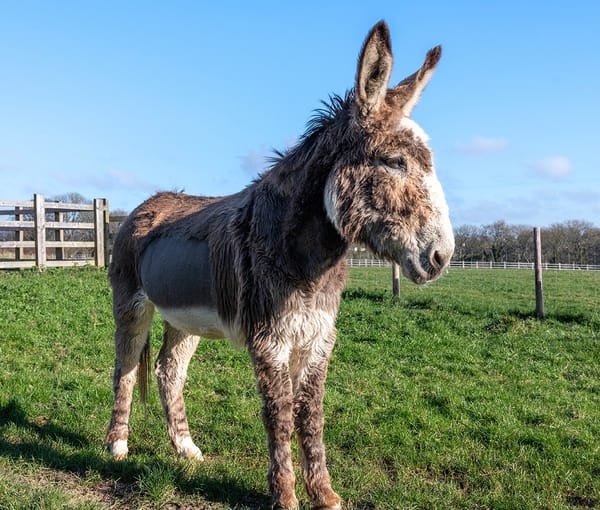 Miracle as fizzy pop op heals Joey the donkey