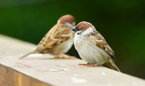 Don’t worry, instead feed birds during National Bird Feeding Month