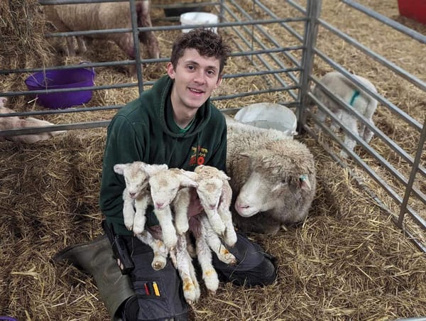 It must be lambs, lambs, lambs! Suggs from Madness helps name lamb triplets live on BBC Radio 2 