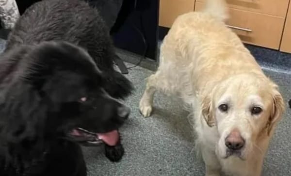 Lucky dog rescued from harbour after its pooch buddy raises the alarm