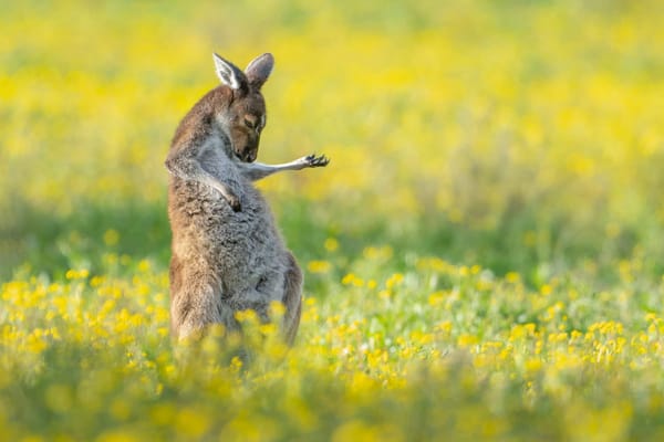 Time for laughter as world famous Comedy Wildlife Awards are open!
